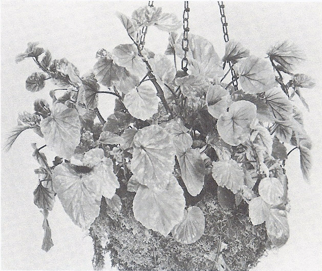 B. ‘China Girl’